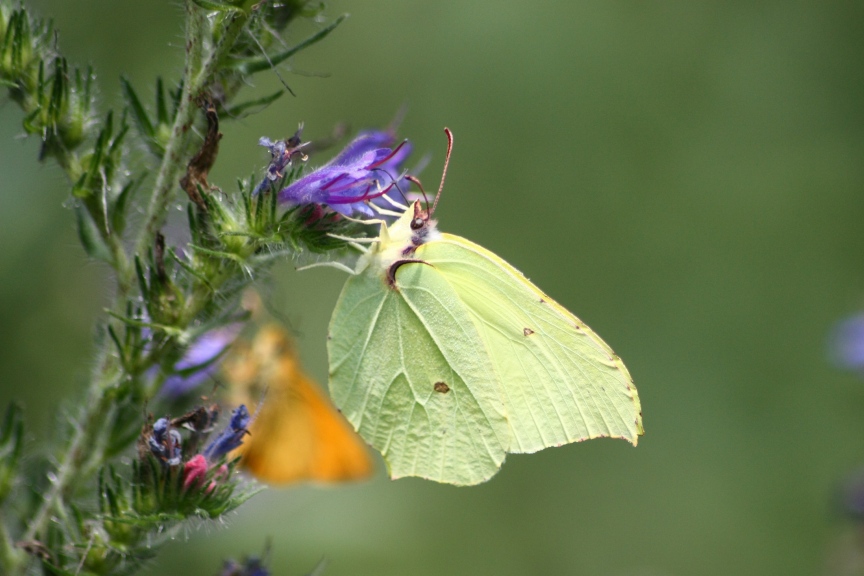 gonepteryx rhamni : una foglia gialla al vento